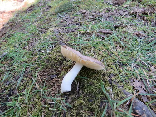 Russula placita