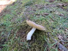 Russula placita thumbnail 1