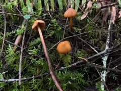 Phaeocollybia pleurocystidiata thumbnail 3