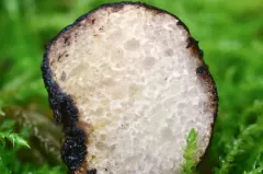 Melanogaster natsii thumbnail 1