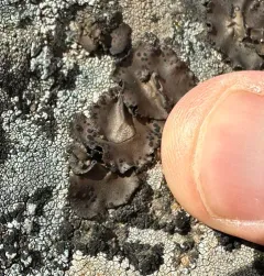 Emery Rocktripe Lichen thumbnail 3
