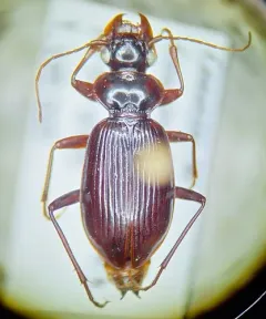 Leistus ferruginosus thumbnail 4