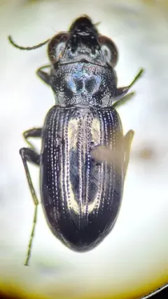Notiophilus aquaticus thumbnail 2