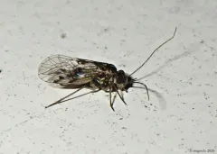 Hyalopsocus striatus thumbnail 2