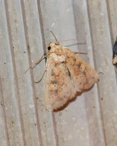 Red Groundling Moth thumbnail 3