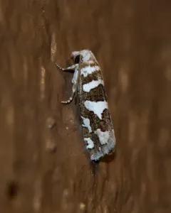 Robinson's Pelochrista Moth thumbnail 2