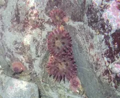 Christmas Anemone thumbnail 4