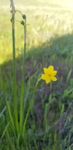 Jonquil thumbnail 2