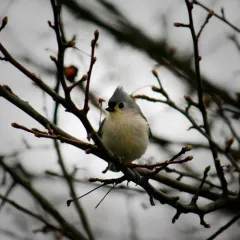 Tufted Titmouse thumbnail 4