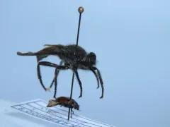 Laphria aimatis thumbnail 2
