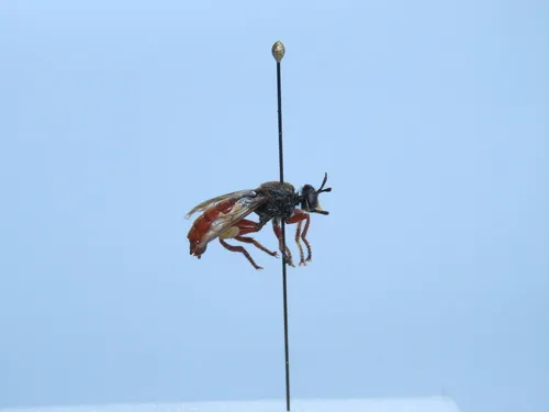 Laphria felis