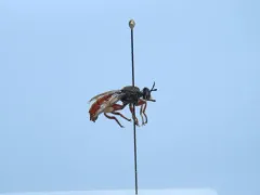 Laphria felis thumbnail 1