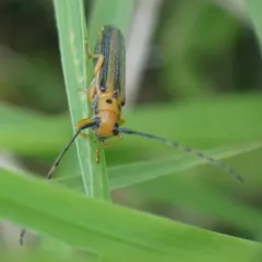 Dogwood Twig Borer thumbnail 3