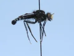 Cyrtopogon princeps thumbnail 4
