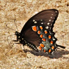Spicebush Swallowtail thumbnail 3