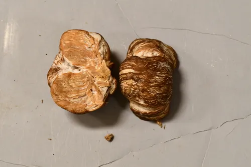 Pink False Truffle