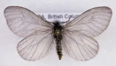 Hyaloscotes fragmentella thumbnail 1