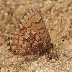 Eastern Pine Elfin thumbnail 1