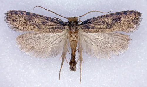 Amydria curvistrigella