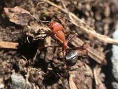 Isabelline Mound Ant thumbnail 4