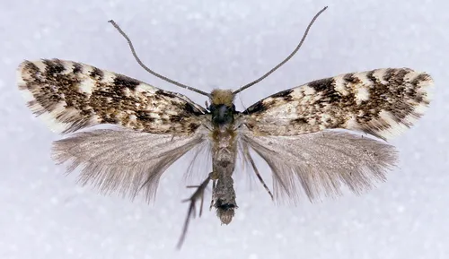 Cork Moth