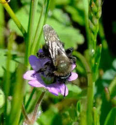 Blue-and-black Mining Bee thumbnail 4