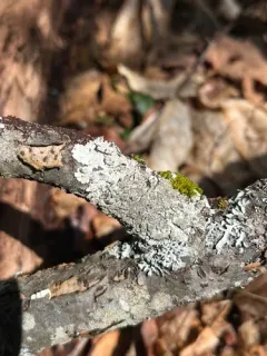 Showman's Loop Lichen thumbnail 2