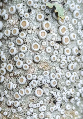 Crawfish Lichen
