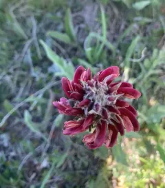 Fern-leaved Lousewort thumbnail 4