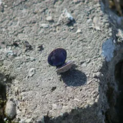 Purple-Nacre Clam thumbnail 4
