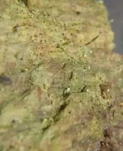 Chaenotheca brachypoda thumbnail 3