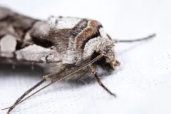 Euxoa auripennis thumbnail 4