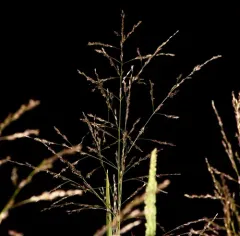 American manna grass thumbnail 2