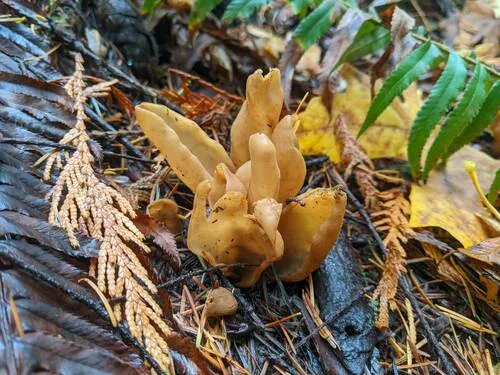 Otidea tuomikoskii
