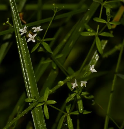Bog Bedstraw