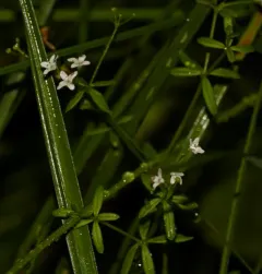 Bog Bedstraw thumbnail 1