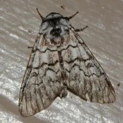 Western Panthea Moth thumbnail 4