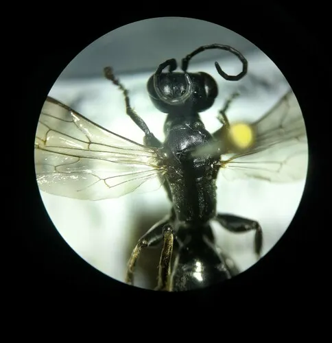 Lyroda subita