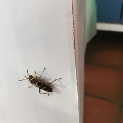 Banded Ash Borer thumbnail 3