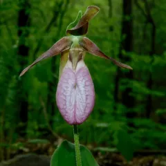 pink lady's slipper thumbnail 1