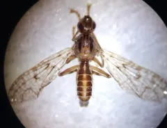 Boreothrinax shewelli thumbnail 4
