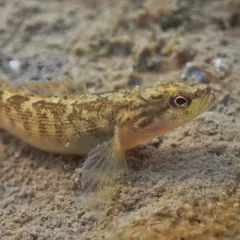 Fantail Darter thumbnail 4