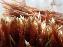 Golden Erect-capsule Moss thumbnail 3