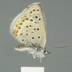 Lupine Blue thumbnail 3