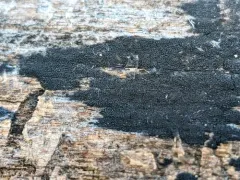 Anteaglonium globosum thumbnail 1