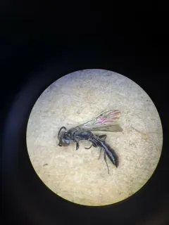 Trypoxylon frigidum thumbnail 3