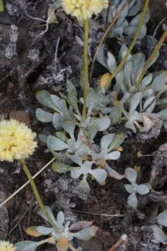 Bitterroot Buckwheat thumbnail 2