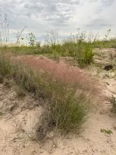 Sandhill Muhly thumbnail 2