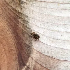 Dicyrtomina saundersi thumbnail 2