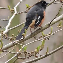 Eastern Towhee thumbnail 2